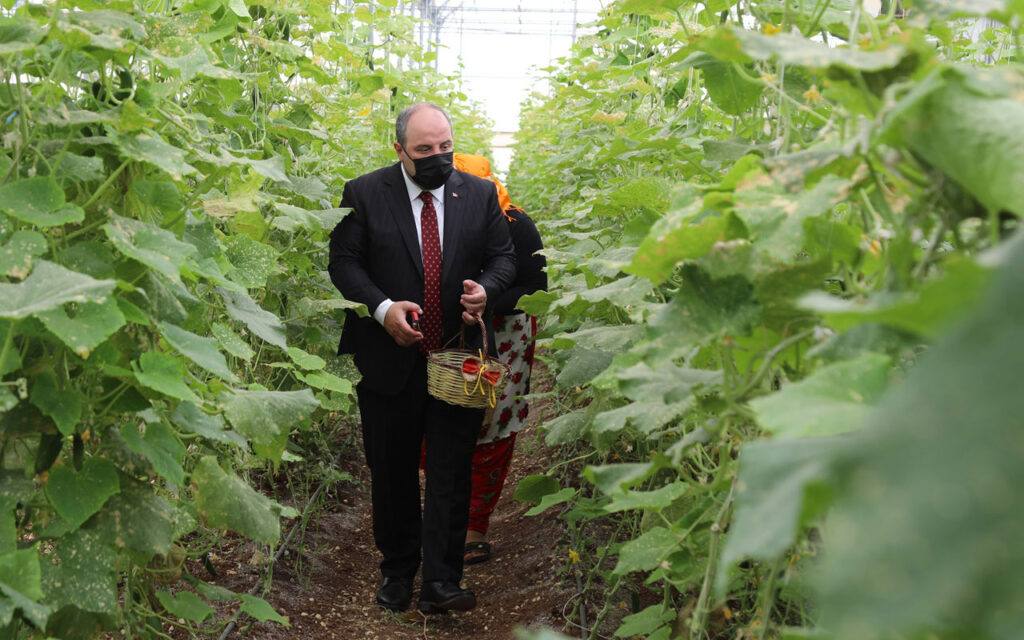 Bakan Varank, Gaziantep’te sebze hasadı gerçekleştirdi