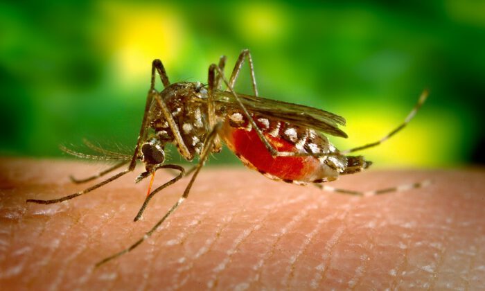 Mosquito-borne diseases has threaten World