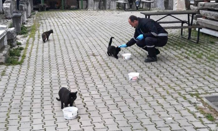 Osmangazi hayvanlar için sokakta