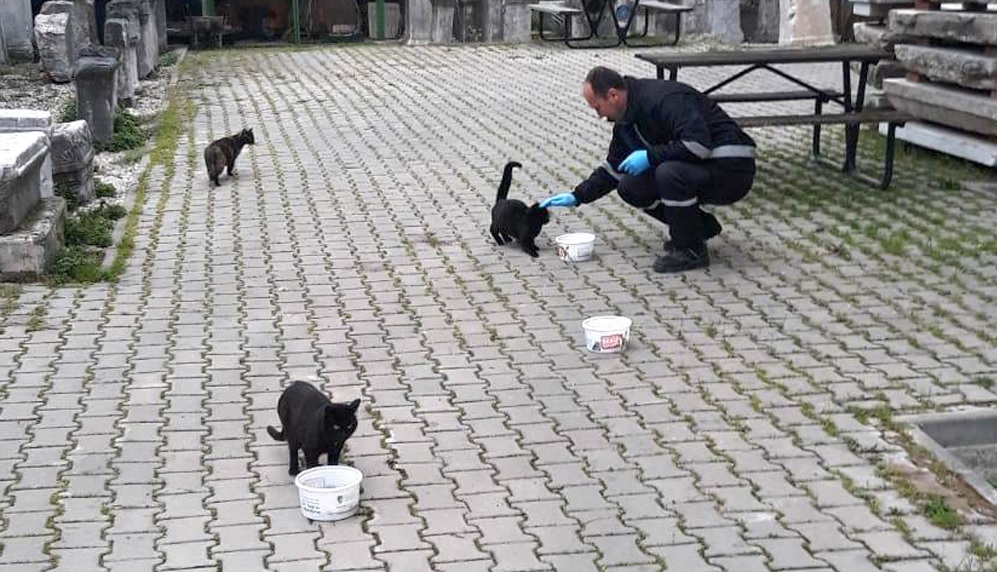 Osmangazi hayvanlar için sokakta