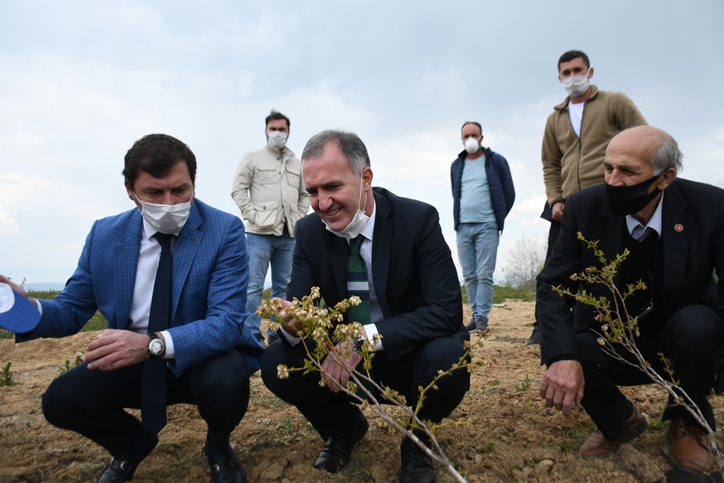 İnegöl yaban mersinine ‘Taban’dan başladı