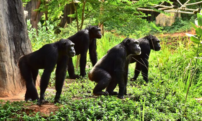 Gorillere sosyal mesafe