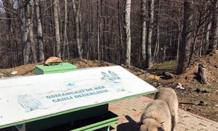 Sokak hayvanlarına Osmangazi’den destek