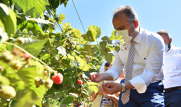 Ahududunun ana vatanı Bursa