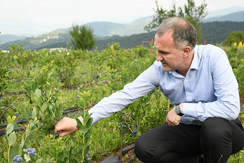 İnegöl’ün yaban mersinde hasat zamanı