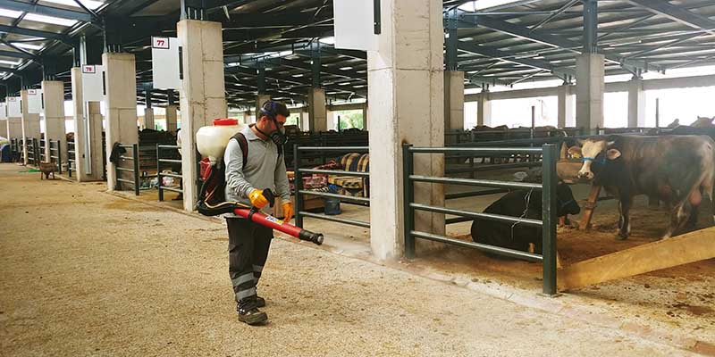 Kurban pazarında sinek mesaisi