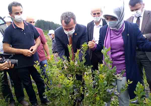 Yaban mersininde ‘büyük’ mutluluk