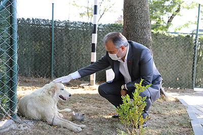 Kanser hastası köpeğe Büyükşehir merhameti