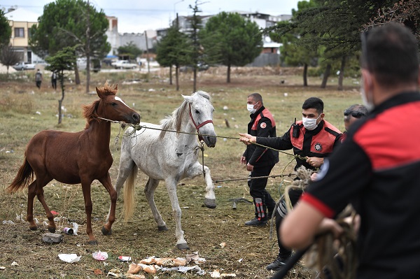 Osmangazi’de başıboş atlar yakalandı