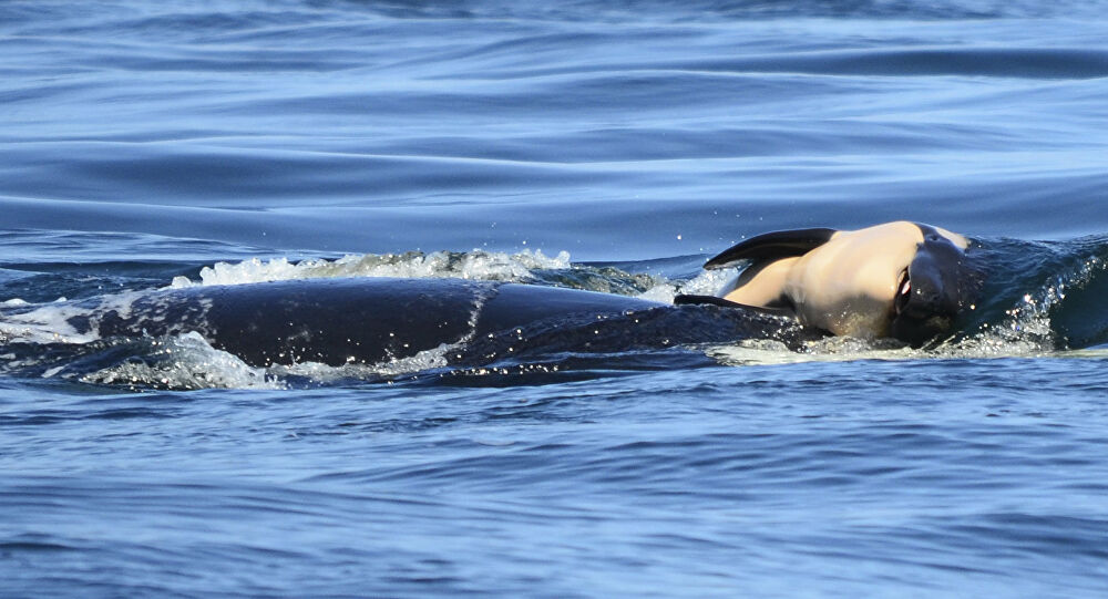 Ölen yavrusunu taşıyan katil balinadan müjdeli haber