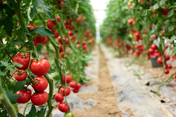 Irak, domates ithalatı yasağını kaldırdı