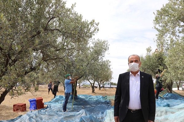 Mudanya’da zeytin hasadı başladı