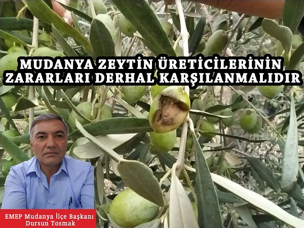EMEP Mudanya’dan zeytin üreticilerine destek çağrısı