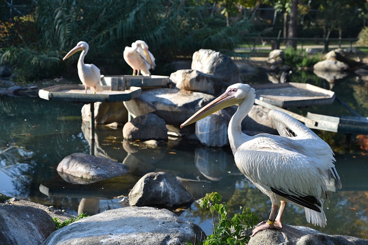 Nice 22 yıllara Bursa Zoo Park