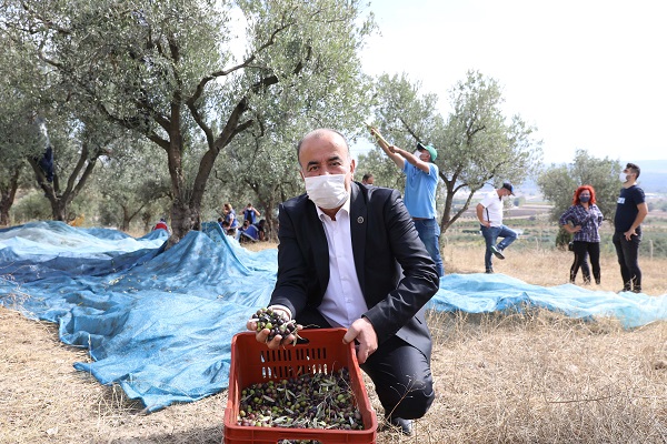 Mudanya Belediyesi, zeytin üreticisinin yanında