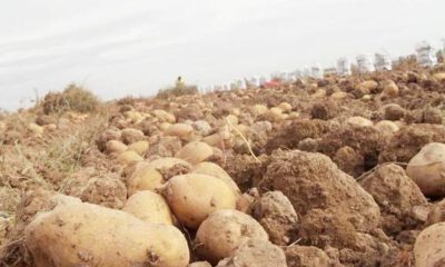 Çiftçi: “Devlet, iş işten geçtikten sonra patates alımına başladı”