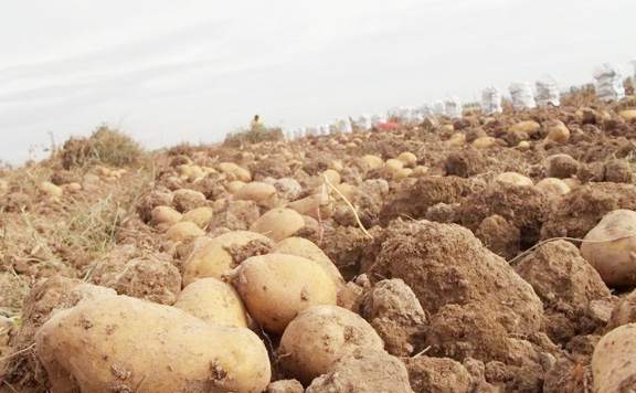 Çiftçi: “Devlet, iş işten geçtikten sonra patates alımına başladı”