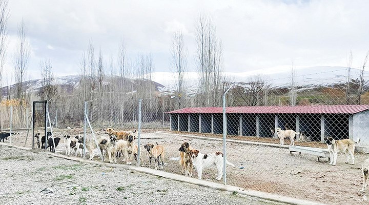 İktidar oyalıyor yasadan ses yok