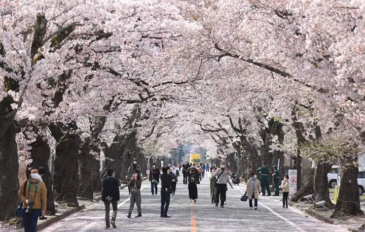 Tehlike çanları: Japonya’nın kiraz çiçekleri 1200 yıldır hiç bu kadar erken açmamıştı