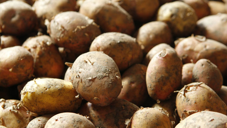 1.3 milyon ton patates depoda çürüyor
