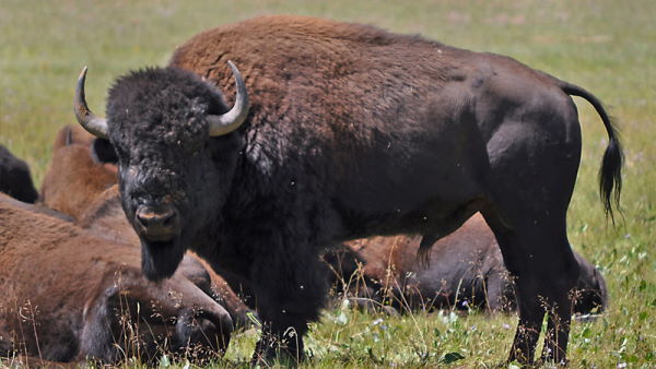 Büyük Kanyon Ulusal Parkı’ndaki 400 bizonu öldürmek için gönüllüler aranıyor!