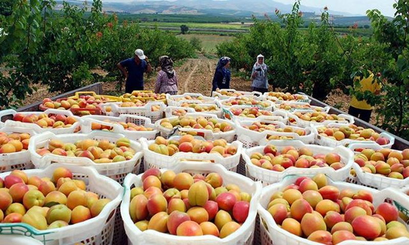 Tonlarca Türk ürününü ülkelerine sokmadılar