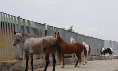 İBB’den kayıp at iddialarına yanıt