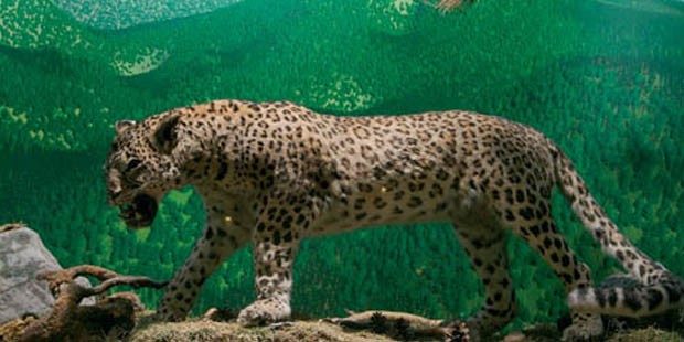 Çin’de safari parkından kaçan leoparı arama çalışmaları sürüyor
