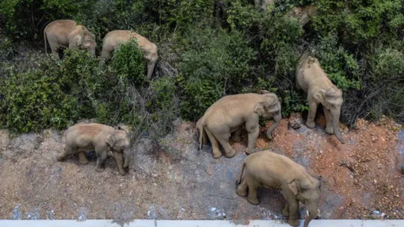 Çin’de yerleşim bölgelerine inen 15 fil 500 kilometre yol kat etti; 56 hektar tarım alanı zarar gördü