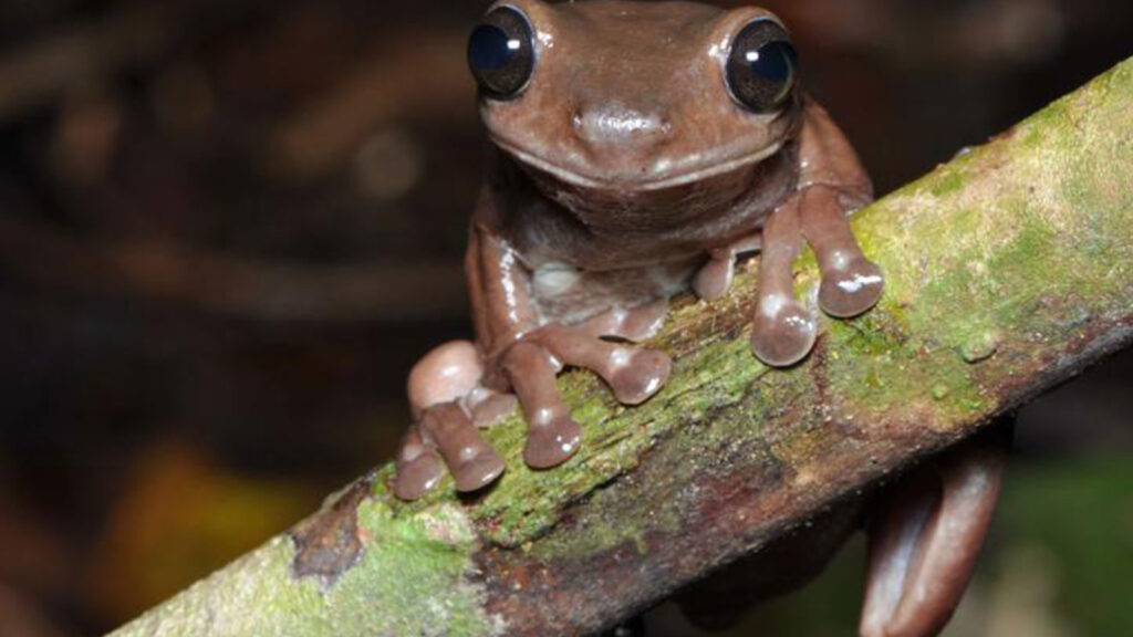 Bilim insanları “çikolata kurbağa” türünü keşfetti