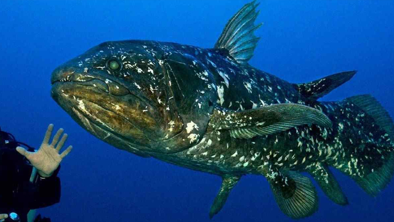 Yaşayan fosil lakaplı “Coelacanth” 100 yıl yaşıyor, dişilerin hamileliği 5 yıl sürüyor