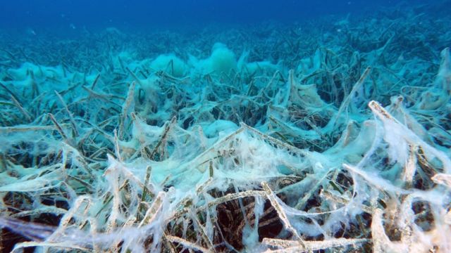 Marmara’da ne müsilaj bitti ne de plastik atıklar