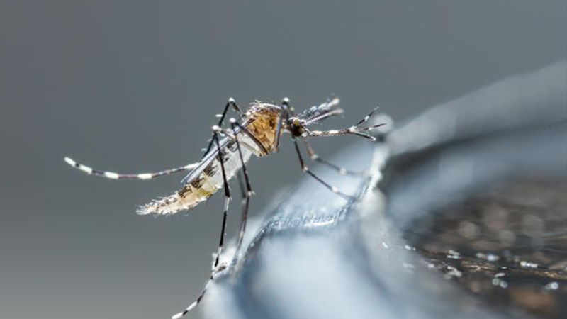 ABD’de sineklerden taşınan Batı Nil Virüsü tehlikesi