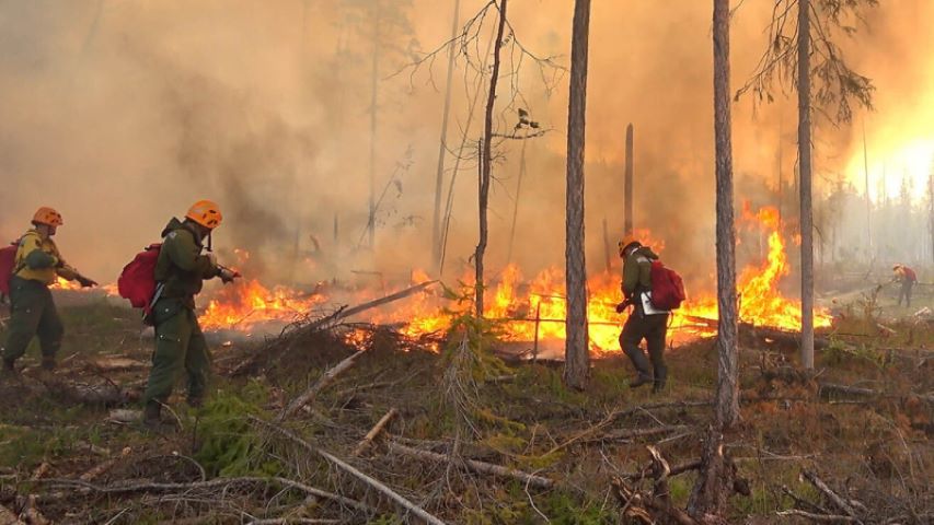 Sibirya’nın ormanları alev alev yanıyor