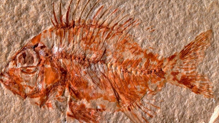 Meksika’da 95 milyon yıl öncenin balık fosili keşfedildi