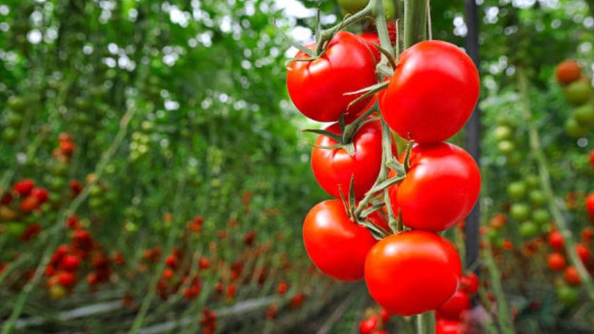 Fabrikalar açılmadı; üretici eriyen domatesi sürmek zorunda kaldı