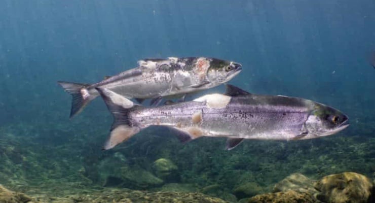 Sıcaklıklar Kolumbiya Nehri’ndeki somonları ‘canlı canlı yaktı’