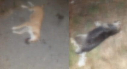 İstanbul’da vahşet: 17 köpeği zehirleyip öldürdüler