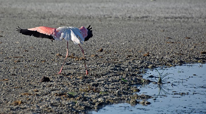 Tuz Gölü için yeni uyarı: Ölümlerden sonra flamingolar göle gelmeyebilir