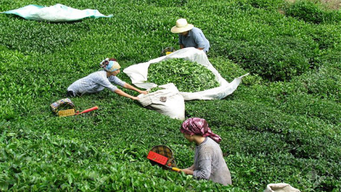 Çay üreticilerinden özel sektör isyanı