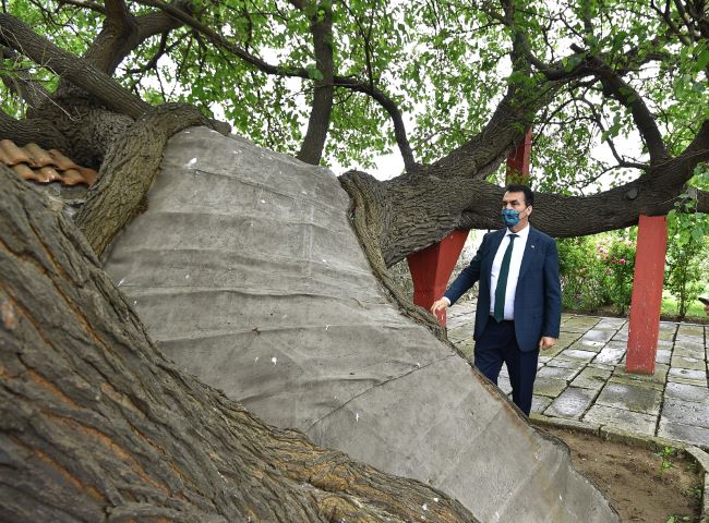 Kosova’daki tarihi ağacı Osmangazi yaşatıyor