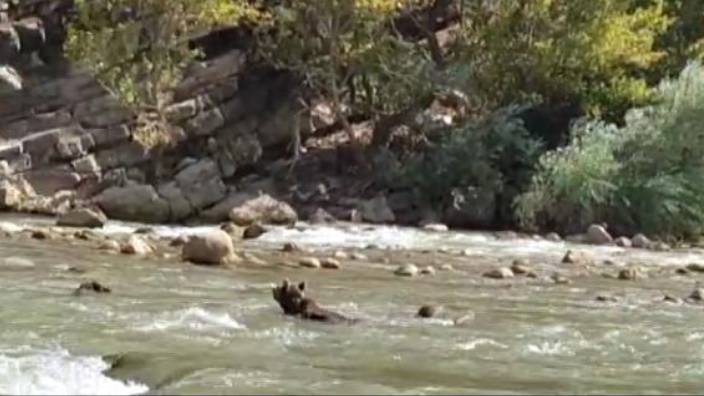 Zap Suyu’nda sürüklenen ayıyı rafting ekibi kurtardı