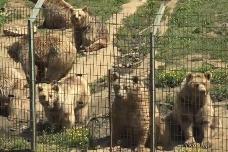 Bursa’da ayılara ayrıcalık!