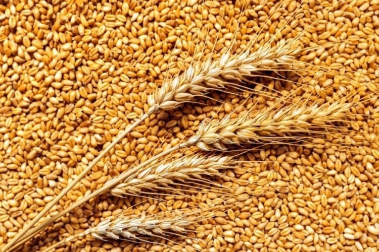 Buğday fiyatları 5 ayın zirvesinde