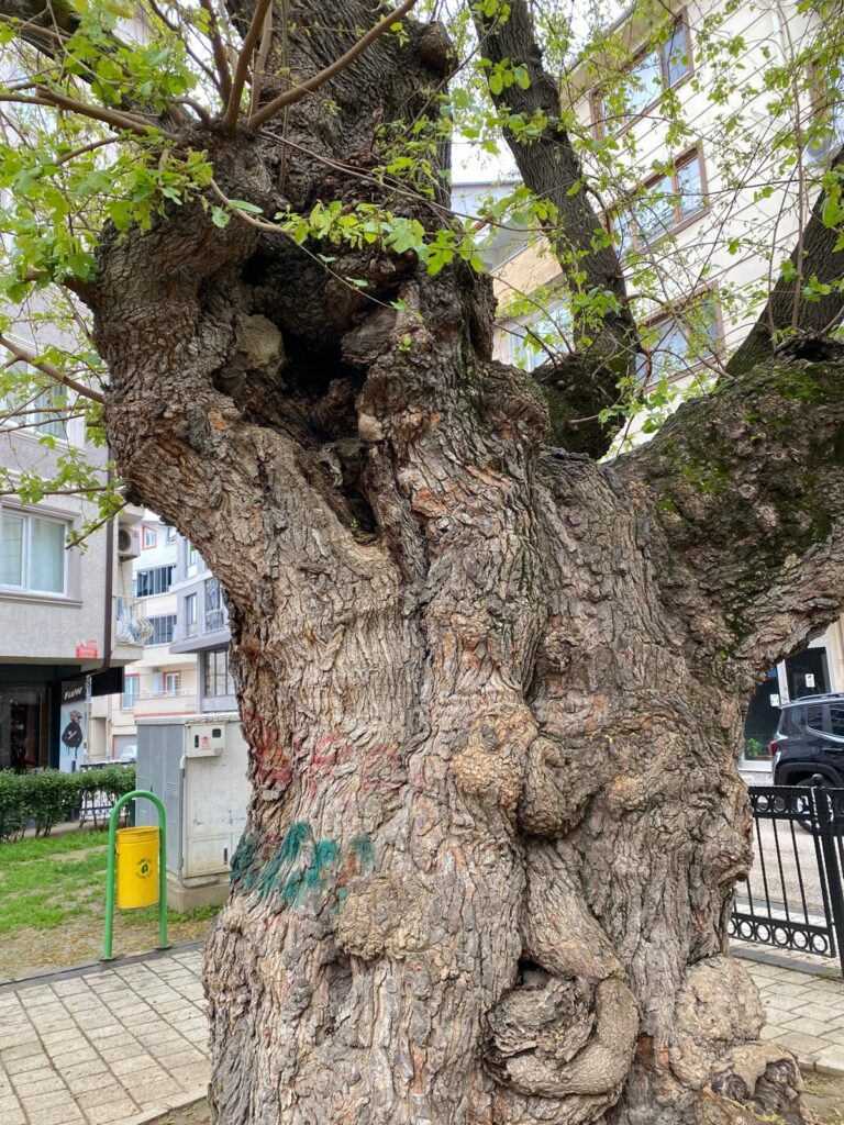 Osmangazi, Asırlık Dut Ağacını Kurtardı