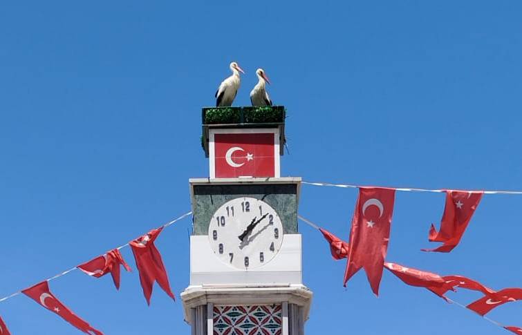 Can ve Canan Leylek Yuvalarına Geldi