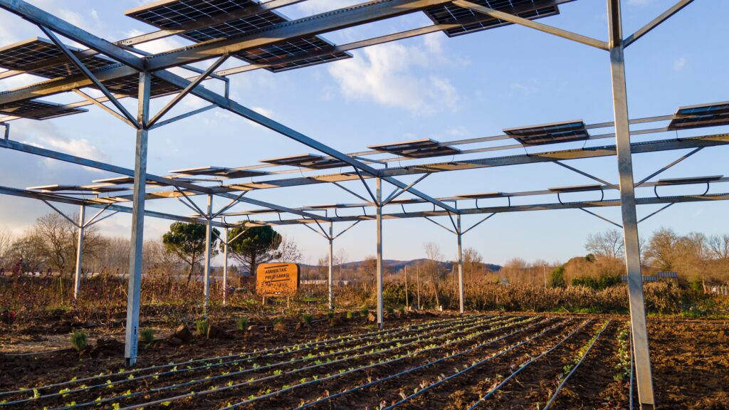 Enerjisa Üretim Agrivoltaik Tarım Uygulamalarıyla 5 Ton Hasat Gerçekleştirdi