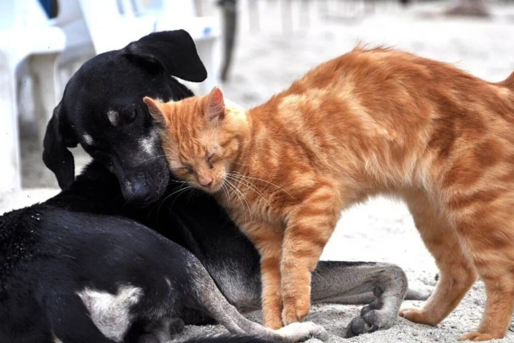 Evcil Hayvanlara Mikroçip Zorunluluğu