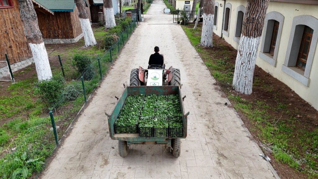 Ata Tohumları Korunuyor