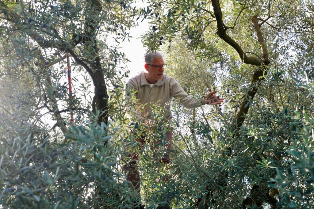 Mudanya’da “Zeytinine Dokun” Şenliği